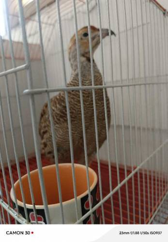 TEETAER FOR SALE with cage