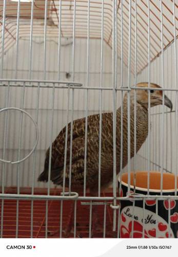 TEETAER FOR SALE with cage