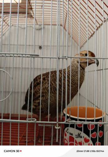 TEETAER FOR SALE with cage