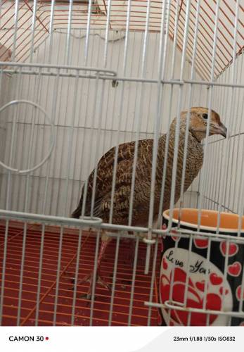 TEETAER FOR SALE with cage