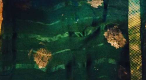 Silk green dupatta with fabric paint available.