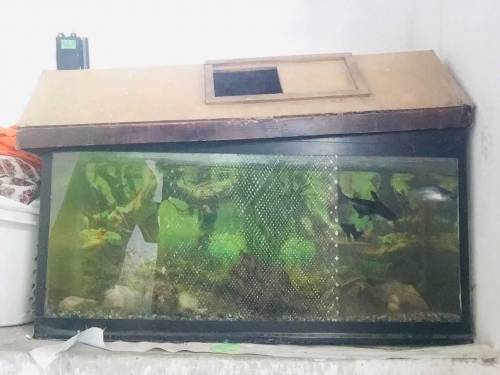 fish aquarium all okay and fishs sell. 