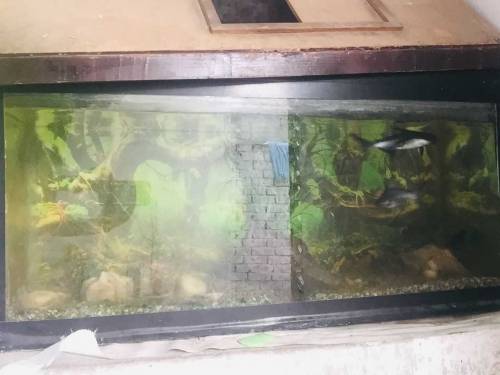 fish aquarium all okay and fishs sell. 