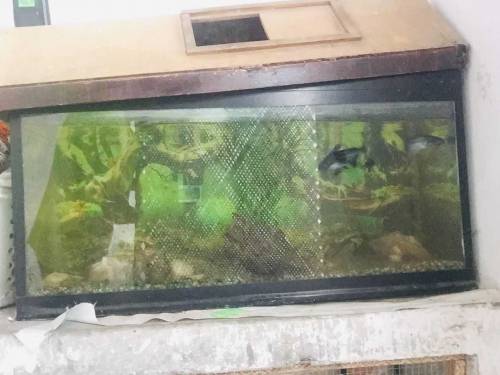 fish aquarium all okay and fishs sell. 