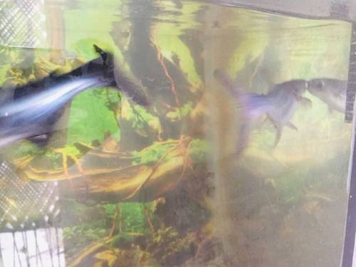 fish aquarium all okay and fishs sell. 