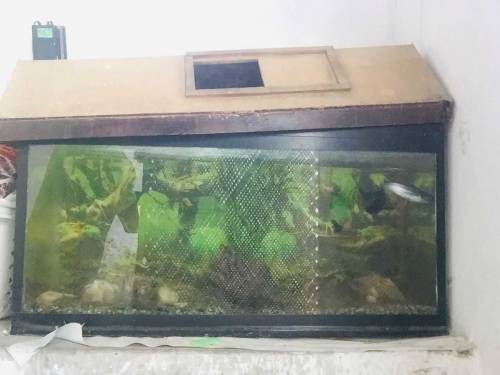 fish aquarium all okay and fishs sell. 