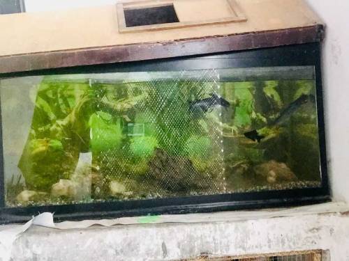 fish aquarium all okay and fishs sell. 