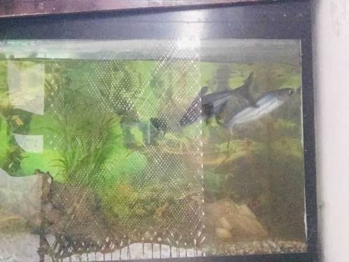 fish aquarium all okay and fishs sell. 