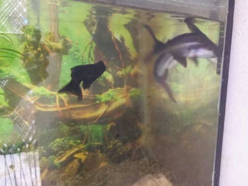 fish aquarium all okay and fishs sell. 