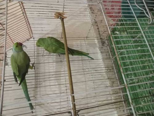 raw kashmiri parrot is katha is sale 