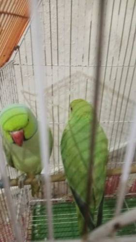 raw kashmiri parrot is katha is sale 
