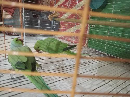 raw kashmiri parrot is katha is sale 