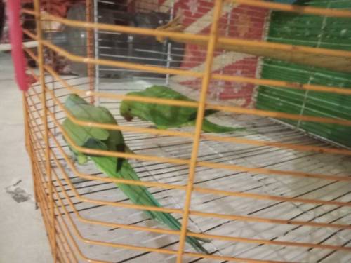 raw kashmiri parrot is katha is sale 