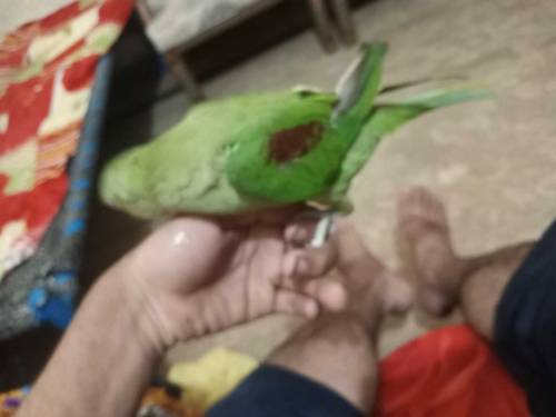 raw kashmiri parrot is katha is sale 