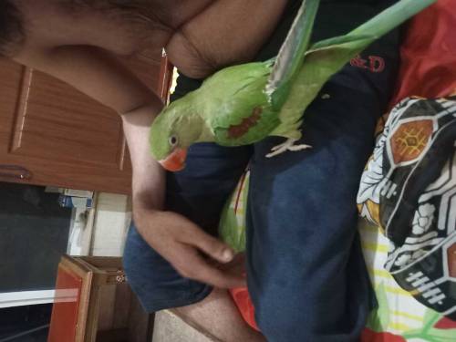 raw kashmiri parrot is katha is sale 