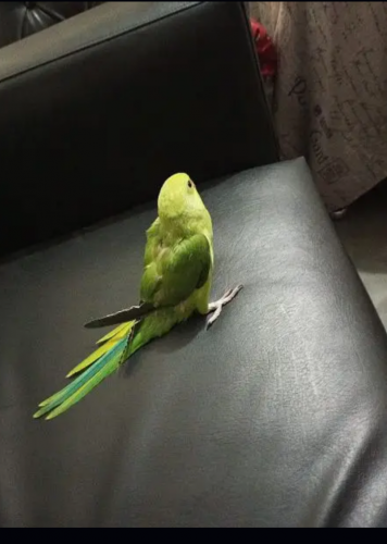 Katha parrot