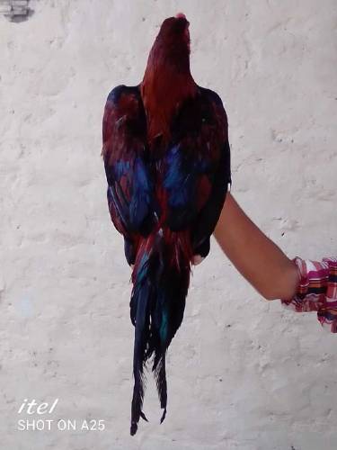 Lakhaa Aseel phata for sale whatsapp contact me 03231581923