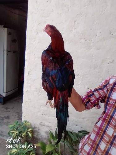 Lakhaa Aseel phata for sale whatsapp contact me 03231581923