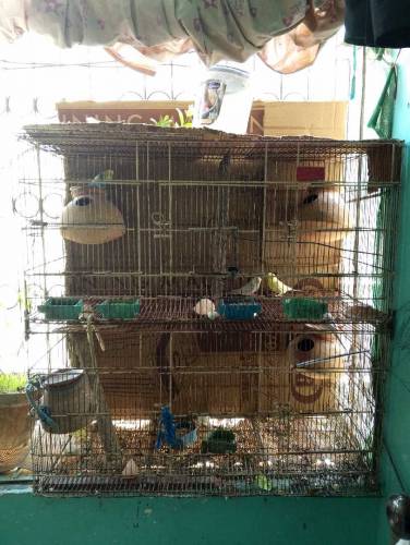Four portion cage with 5 pair bajri parrots