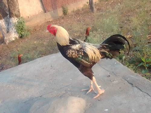 jawwa murgah for the sale