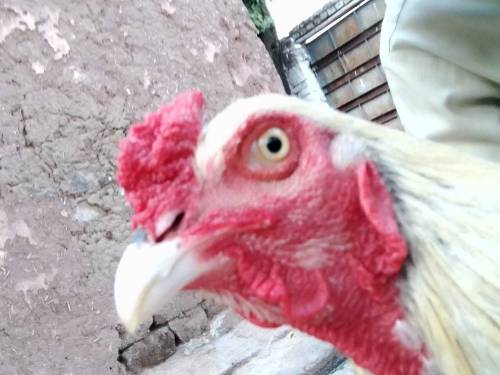 jawwa murgah for the sale