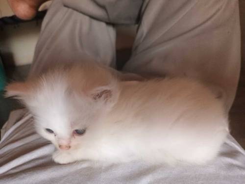 percian cat kitten 3pal coted