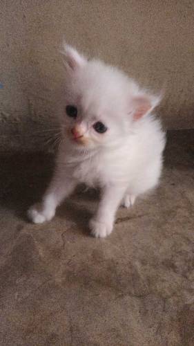 percian cat kitten 3pal coted
