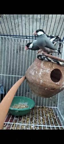Jawa sparrow breeder pair 