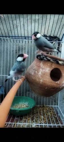 Jawa sparrow breeder pair 