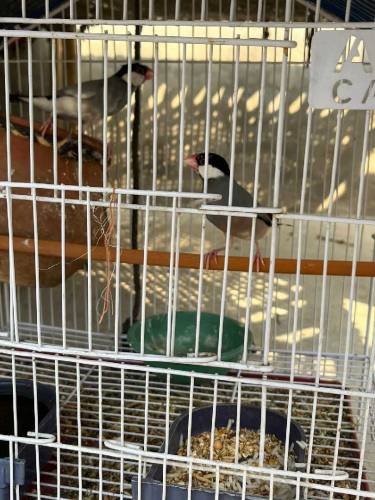 Jawa sparrow breeder pair 