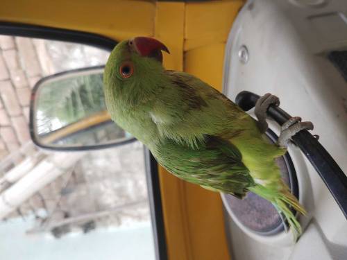 Ringneck Parrot full handtame
