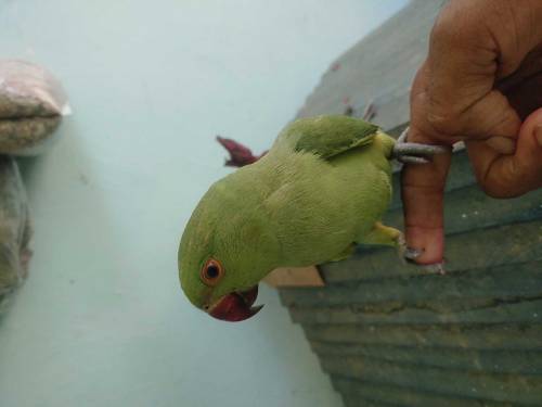 Ringneck Parrot full handtame