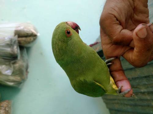 Ringneck Parrot full handtame