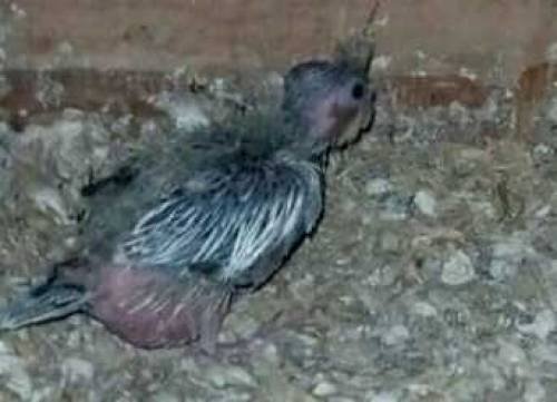 cocktail chick