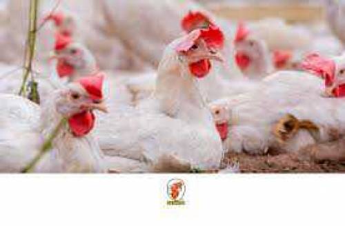 Murgiyan buy krny KY liye Whatsapp pr aye 03285830370