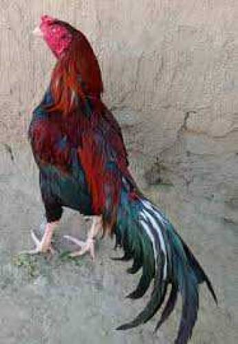 Murgiyan buy krny KY liye Whatsapp pr aye 03285830370