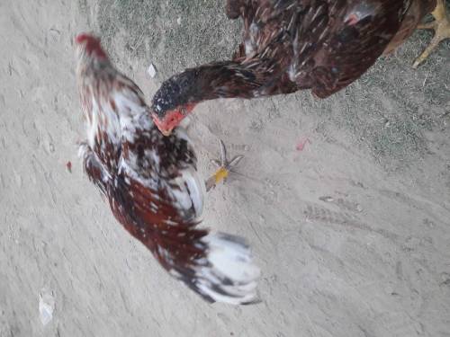 Aseel murgh