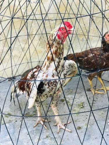 Aseel murgh