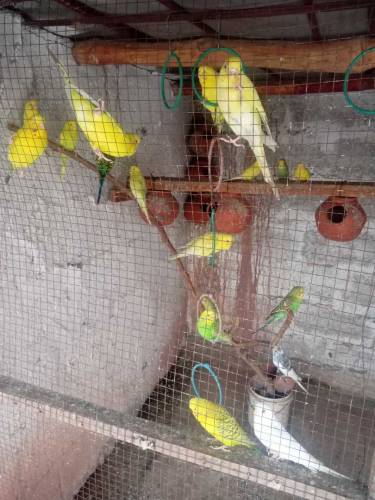 finches and Australian parrots 