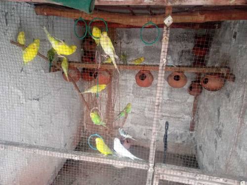 finches and Australian parrots 