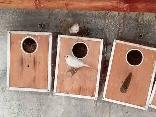 finches and Australian parrots 