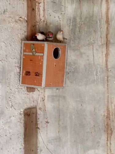 finches and Australian parrots 