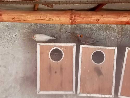 finches and Australian parrots 