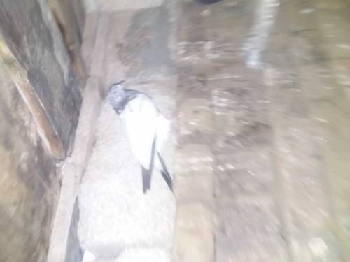 50 pigeons for sell in 15000
