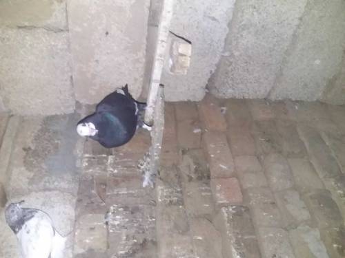 50 pigeons for sell in 15000