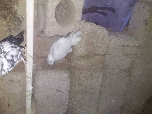 50 pigeons for sell in 15000