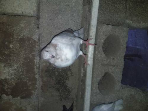 50 pigeons for sell in 15000