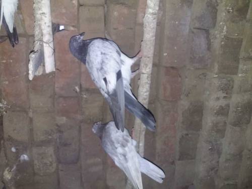 50 pigeons for sell in 15000