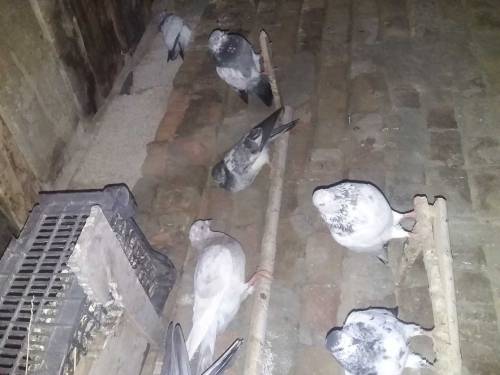 50 pigeons for sell in 15000