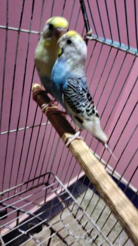 budgies king size pair with eggs 